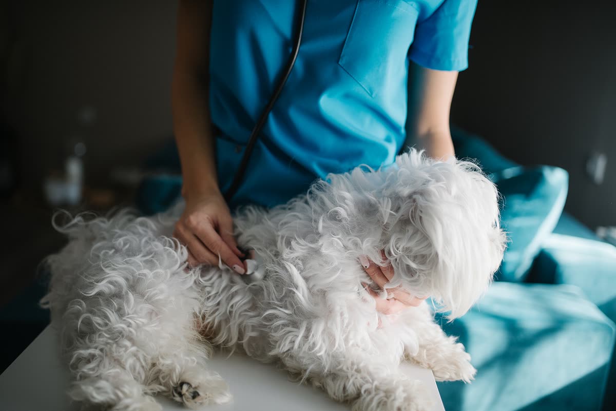 Veterinarias en Río Cuarto